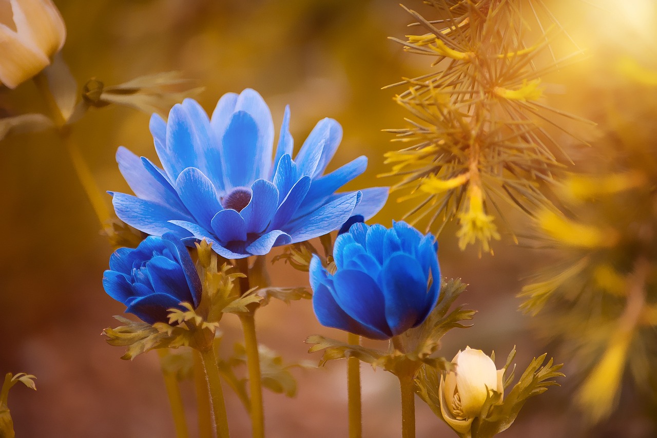 Best Flowers to Plant in Every Season